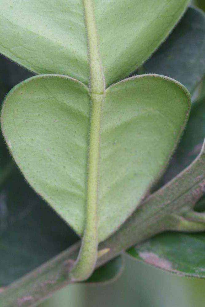              Petiole (Riverside, CA)       